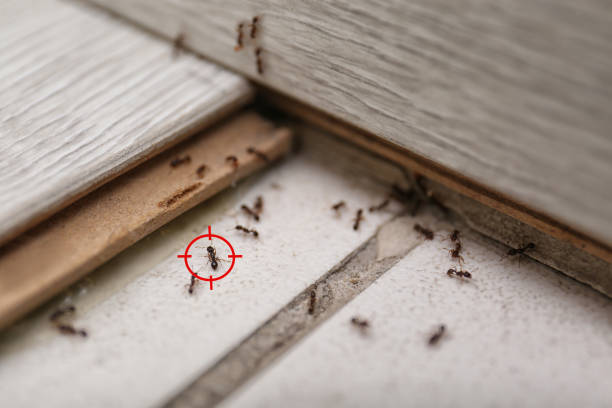 Best Mosquito Control Services  in Muncie, IN