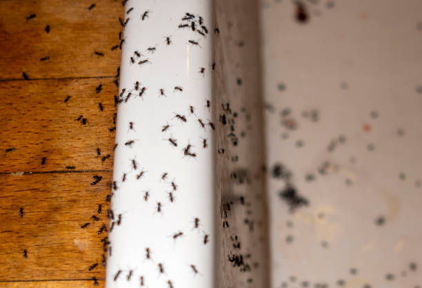 Reliable Muncie, IN Pest Control Solutions